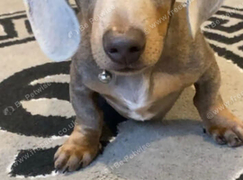 8-MONTH-OLD MINIATURE DACHSHUND &pound;750 No deposit required.