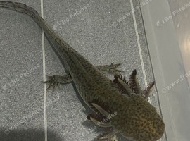 Male Axolotl For Rehoming