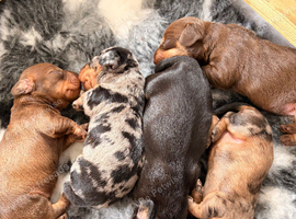 KC Reg Miniature Wire Hair Dachshund&rsquo;s