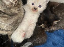 Ragdoll cross kittens