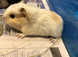 Baby Guinne pigs