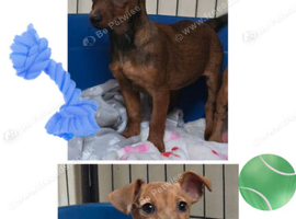 Jack Russell puppies READY NOW