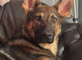 Male sable german shepherd pup
