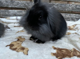2 lionlop Bunnies