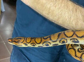 Boa (Rainbow Boa)