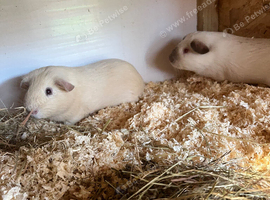 Baby guinea pigs for sale