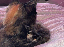 Beautiful Tortoiseshell Kitten &ndash; Ready for Her Forever Home!