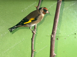 1 pair of Goldfinch