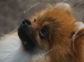 ** Sweet Pomeranian Male available **