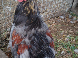 Mixed breed cockerel