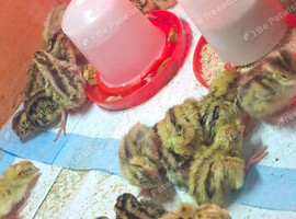 Quails, hatching eggs and chicks for sale
