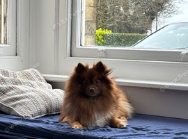 Pomeranian dog
