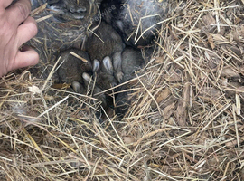 Half holland lop half wild rabbit