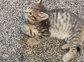 Gorgeous Tabby girl kitten 9 weeks