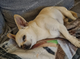 Fawn chihuahua Adult male