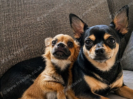 Fluffy Chihuahua