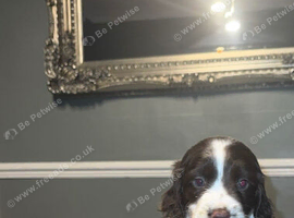 Sprocker puppies