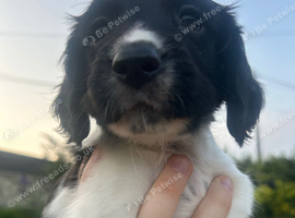 3/4 cocker 1/4 springer pups