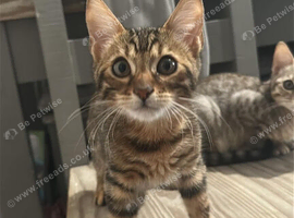 Bengal Male and female brother and sister