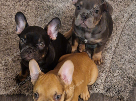 French bulldog puppies