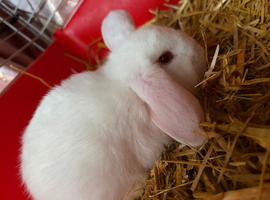 MINI LOP BOY READY NOW