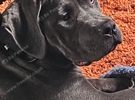Gorgeous girl for rehoming