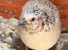 2 gorgeous adult male quail