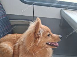Pomeranian girl