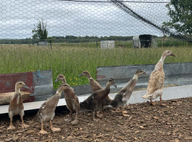 Indian Runner Ducks