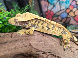 Male and female crested gecko with full split setup
