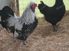 Silkie x Dorking Bantams