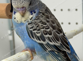Hand Tame Boy Budgie Chick Ready Now