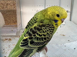 Hand Tame Budgie Chicks Ready Soon