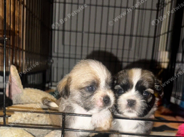 Adorable Shih Tzu puppy's looking for forever homes