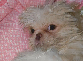 4 months imperial shih tzu