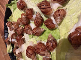 GAL'S FOR SALE (ACHATINA FULICA)