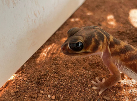 Male Nephrurus Verterbralis for sale