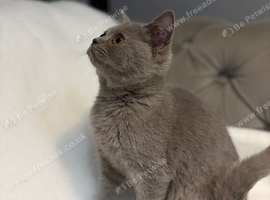 Stunning chunky BSH male kittens READY NOW
