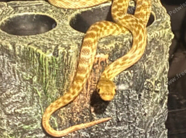 Madagascan Cat Eyed Snake (Golden).
