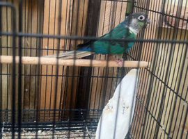 blue conure