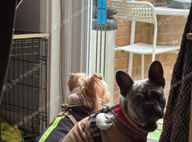 French Bulldog