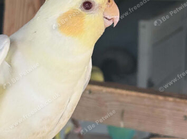 5 lovebirds 3 canarys 2 diamond doves 3 cockatiels and 1 goldien finch