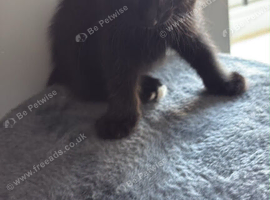 Kittens ready to go now