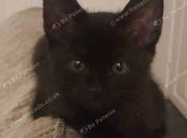 Male black kitten