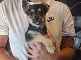Cute little 8 week chuihaua