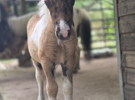 Shetland mare with filly foal at foot