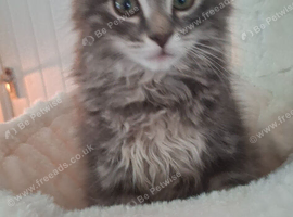 2 male kittens