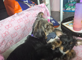 Yorky girl