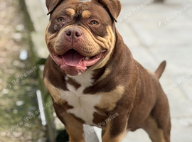 Gorgeous pocket bully Phil