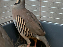 For sale Adult Chukar partridge pairs &pound;25 last few